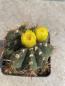 Preview: Notocactus ottonis